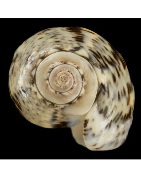 Oliva Incrassata