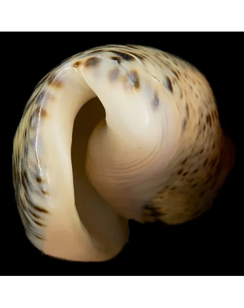Oliva Incrassata