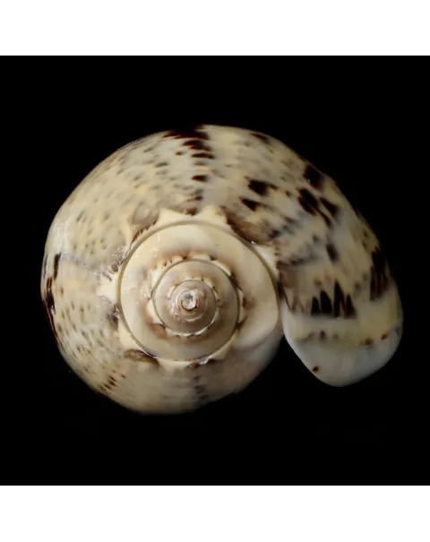 Oliva Incrassata