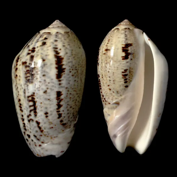 Oliva Incrassata