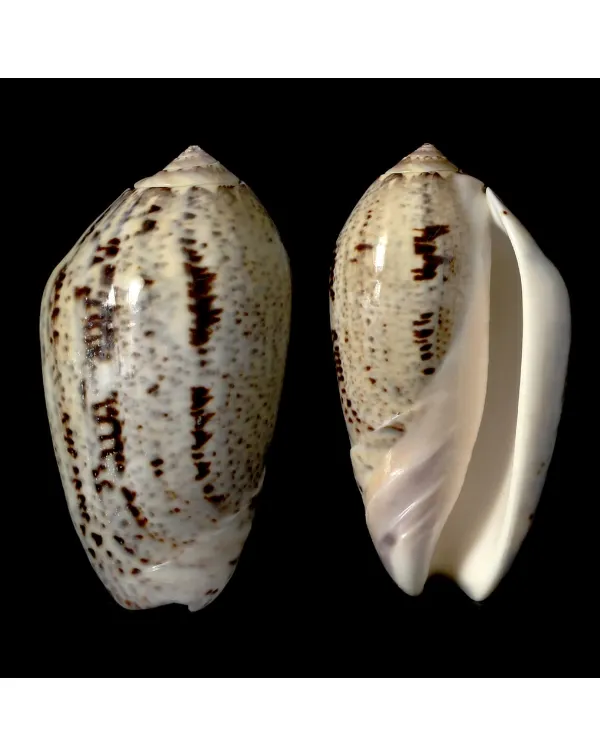 Oliva Incrassata