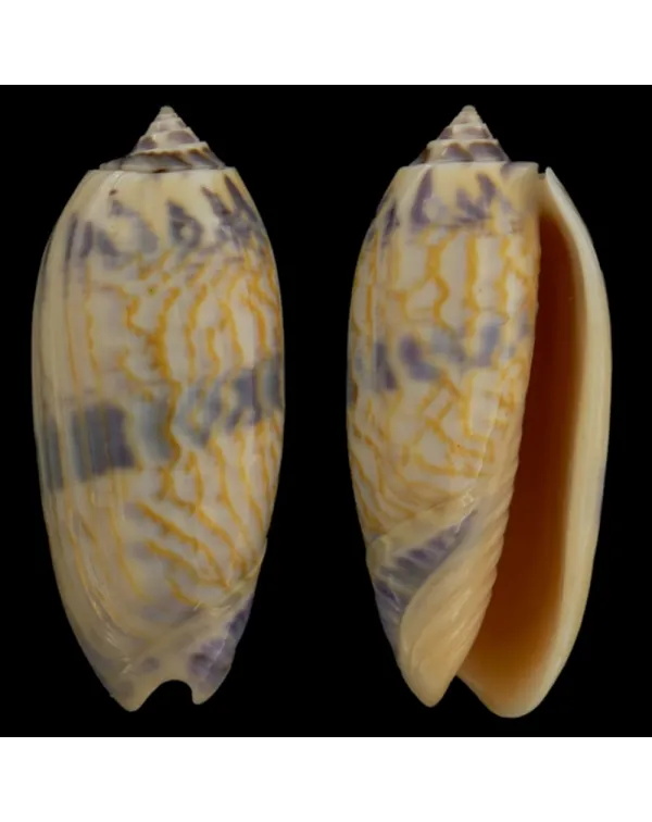 Oliva Lamberti (Miniaceoliva)
