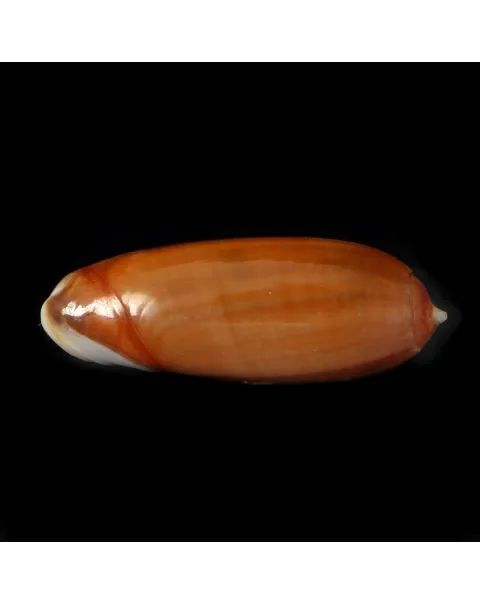 Oliva Lignaria