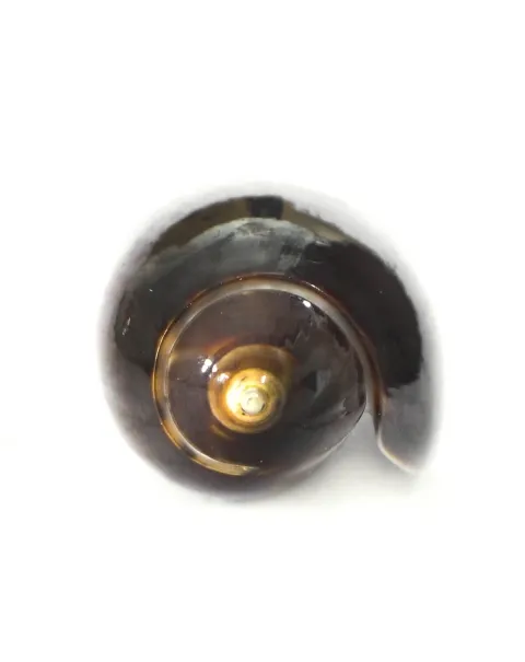 Oliva Lignaria