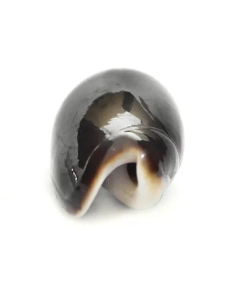 Oliva Lignaria