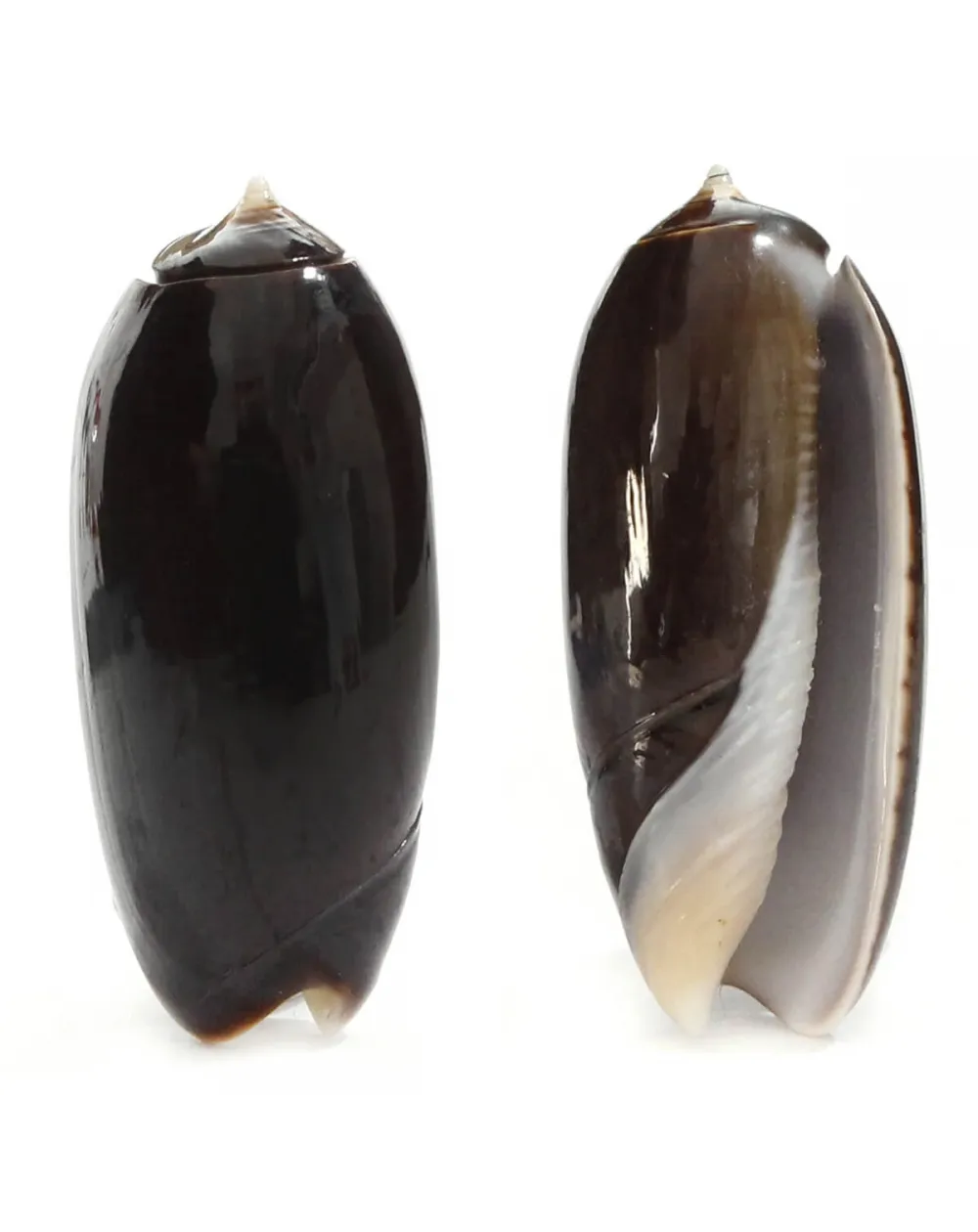 Oliva Lignaria
