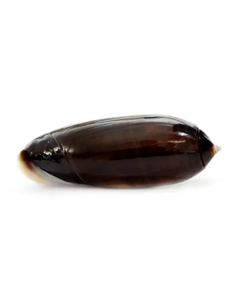 Oliva Lignaria