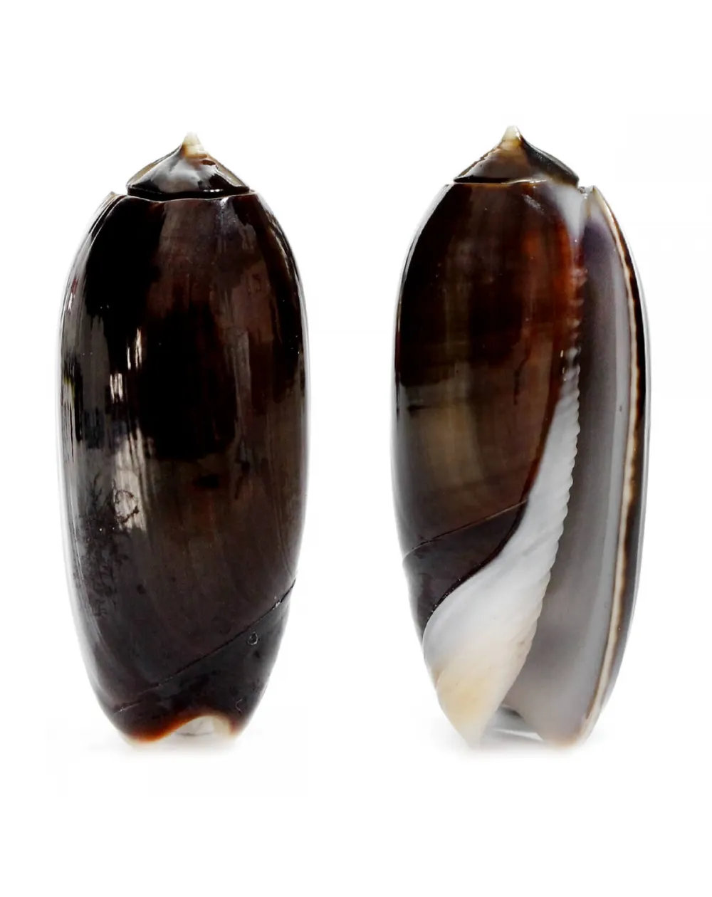 Oliva Lignaria