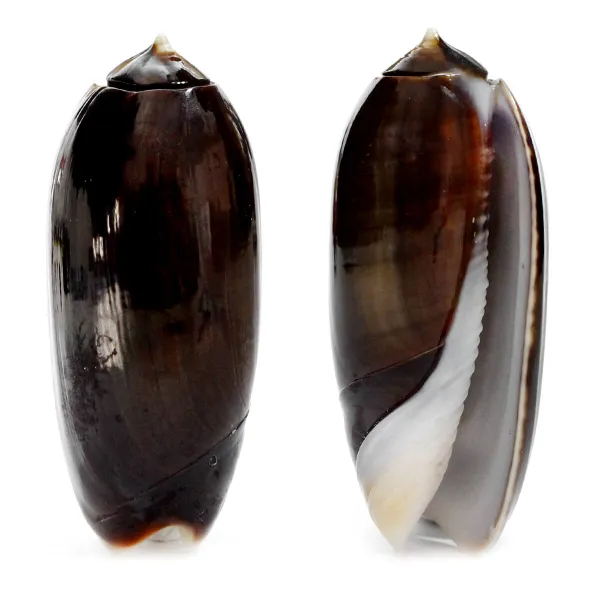 Oliva Lignaria