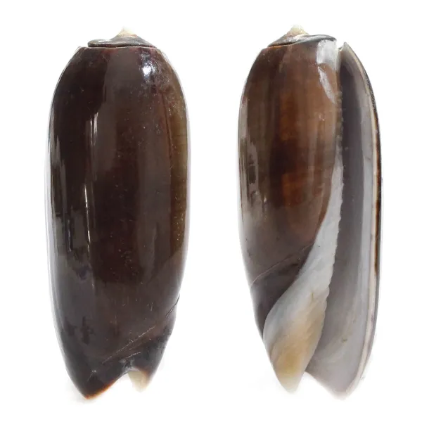 Oliva Lignaria