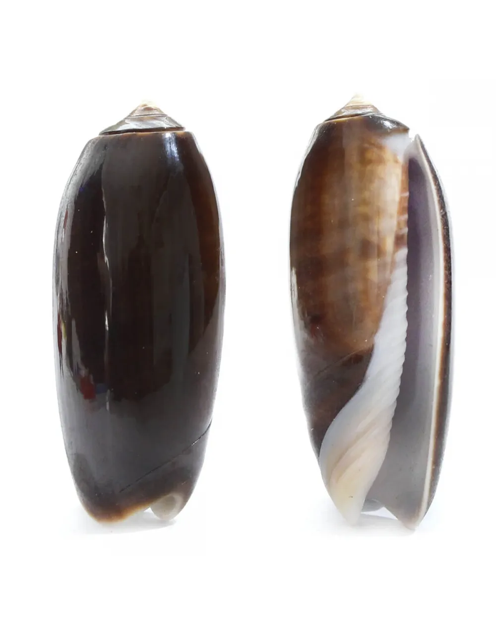 Oliva Lignaria