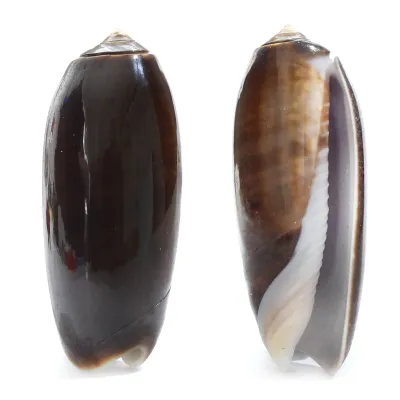 Oliva Lignaria
