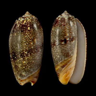 Oliva Reticulata
