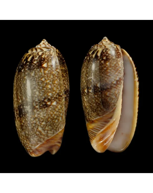 Oliva Reticulata