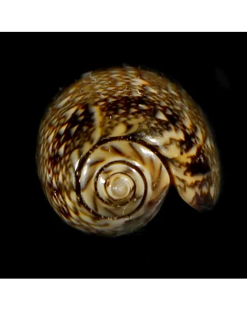 Oliva Reticulata
