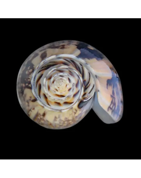 Oliva Tremulina f. Flammeacolor