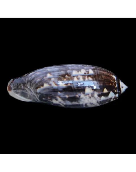  Oliva Tremulina F. Flammeacolor