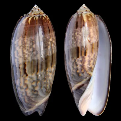  Oliva Tremulina F. Flammeacolor