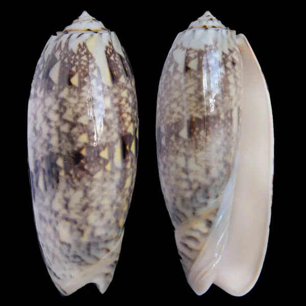  Oliva Tremulina F. Flammeacolor