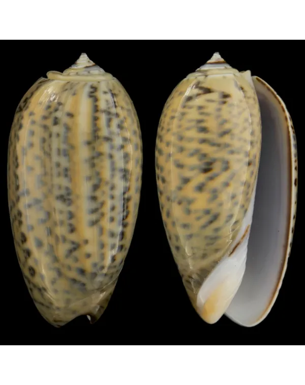 Oliva Tigrina