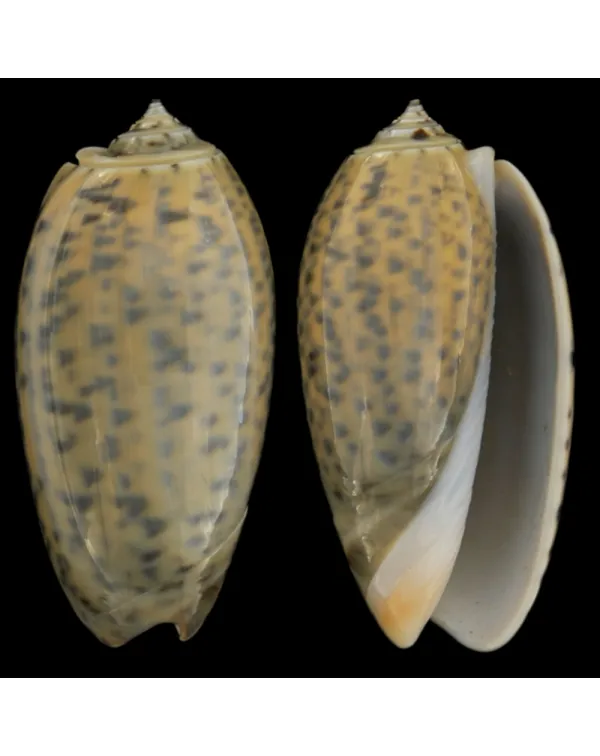 Oliva Tigrina