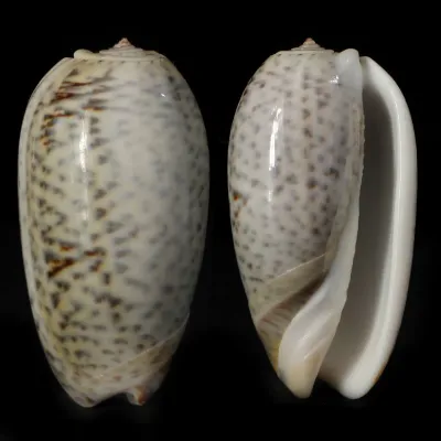 Oliva Tigrina