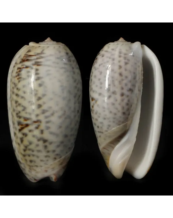 Oliva Tigrina