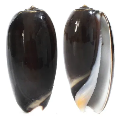 Oliva Tigrina F. Fallax