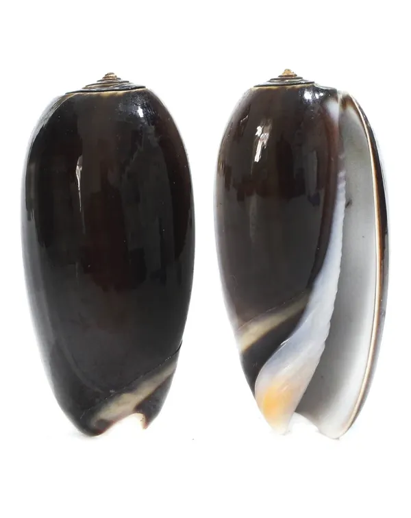 Oliva Tigrina F. Fallax