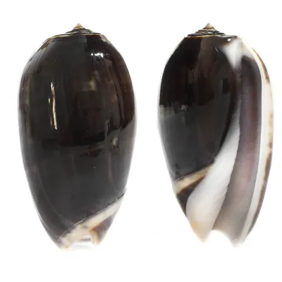 Oliva Tigrina F. Fallax