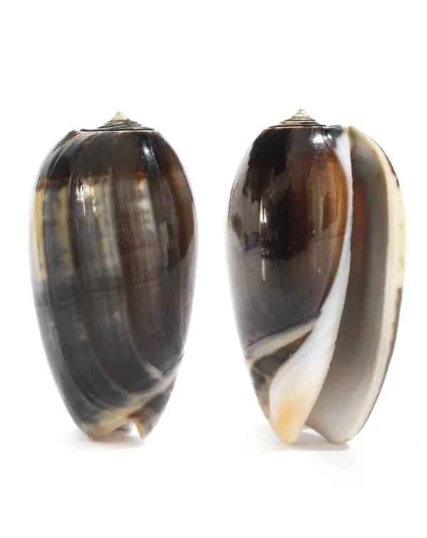 Oliva Tigrina F.Fallax