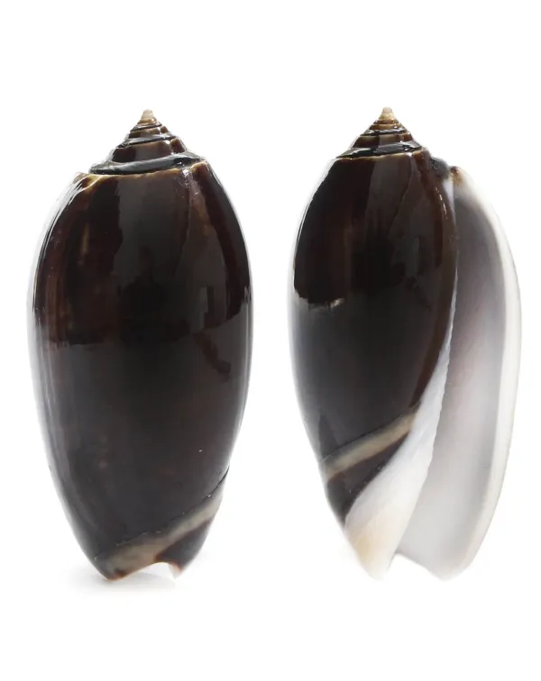 Oliva Tigrina F.Fallax