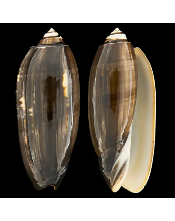 Oliva Tremulina F. Tenebrosa