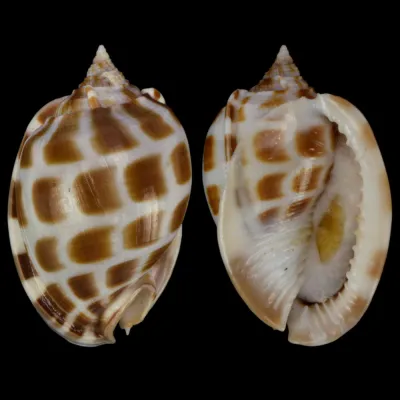 Phalium Areola