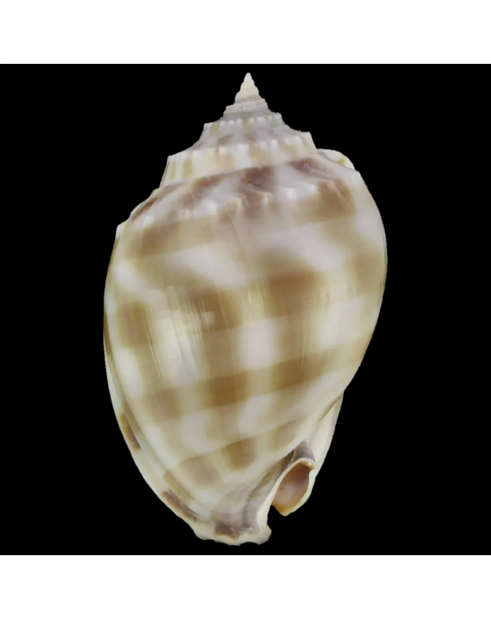 Phalium Bandatum 