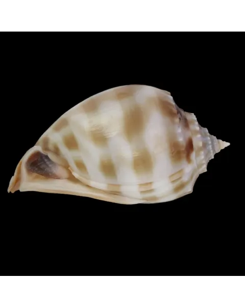 Phalium Bandatum 
