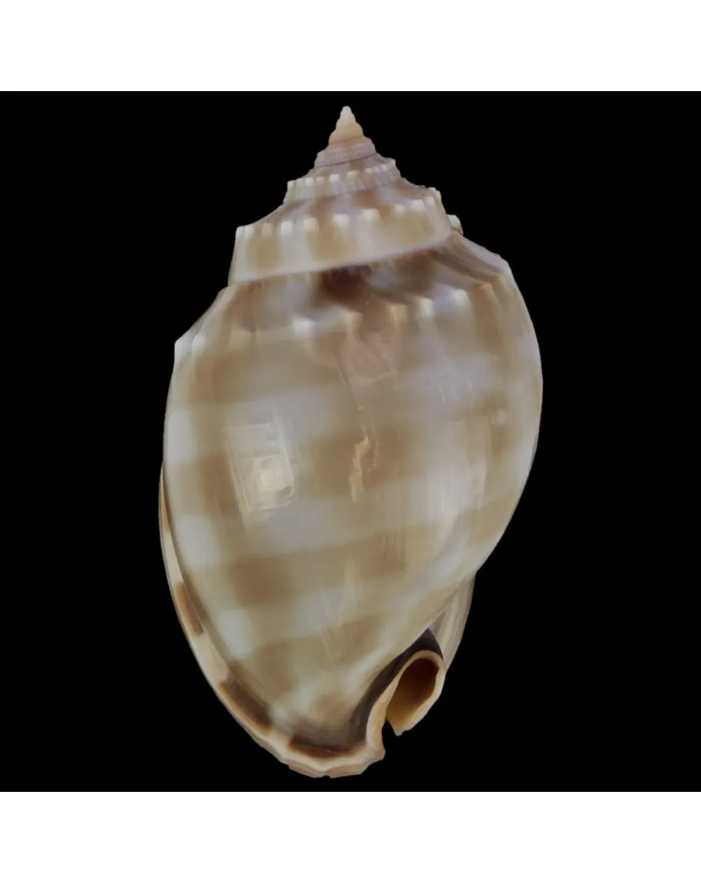 Phalium Bandatum 