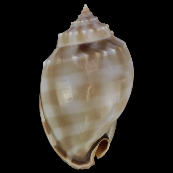 Phalium Bandatum 