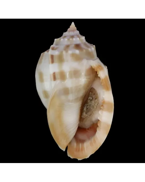Phalium Bandatum 