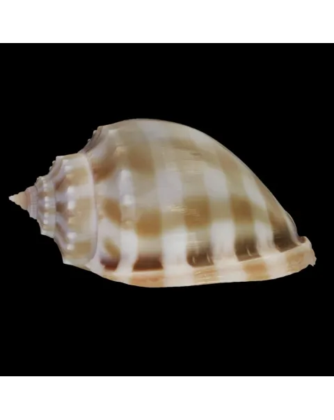 Phalium Bandatum 