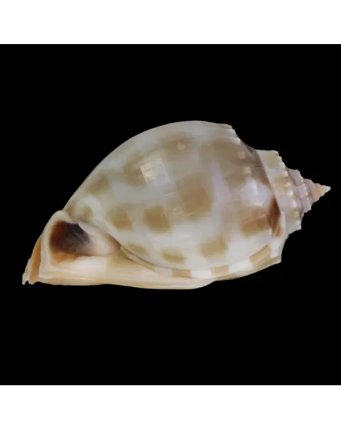 Phalium Bandatum 