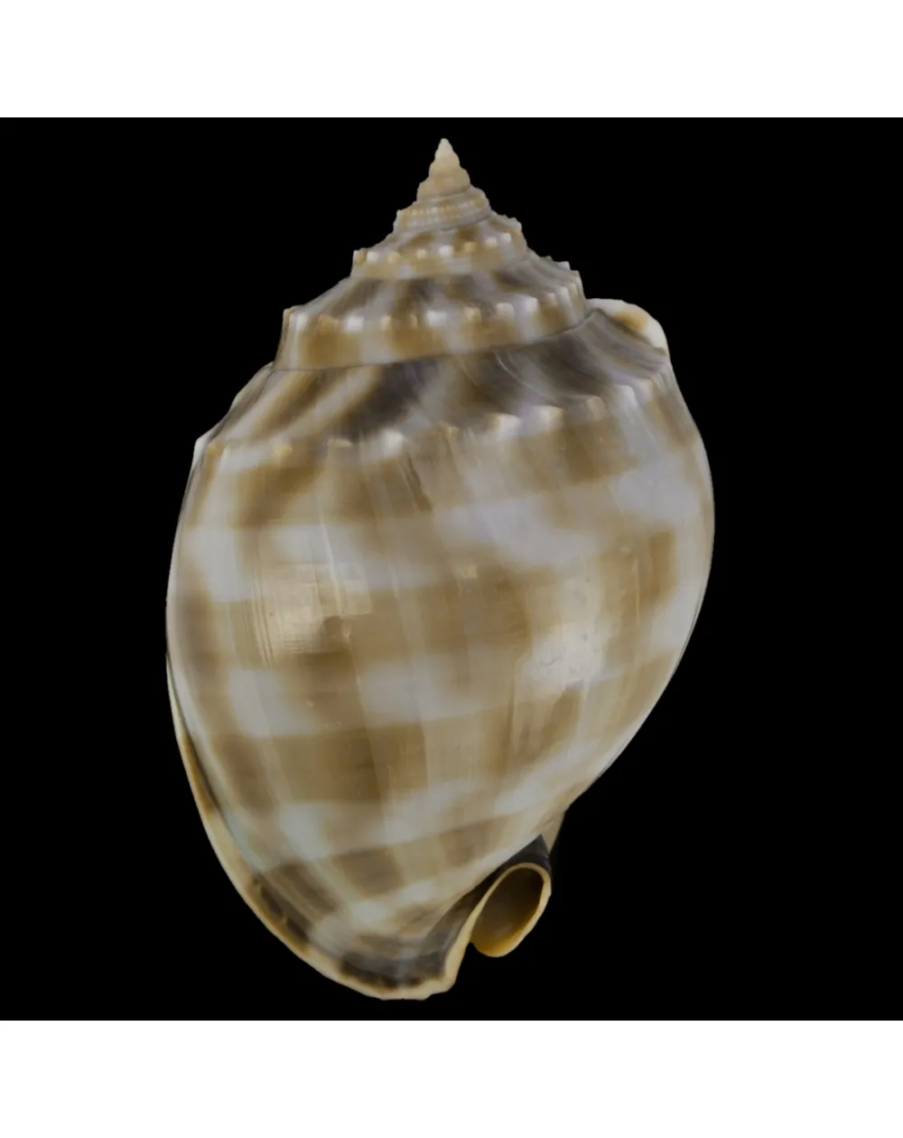 Phalium Bandatum 