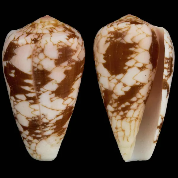 Conus Pennaceus f. Corbieri