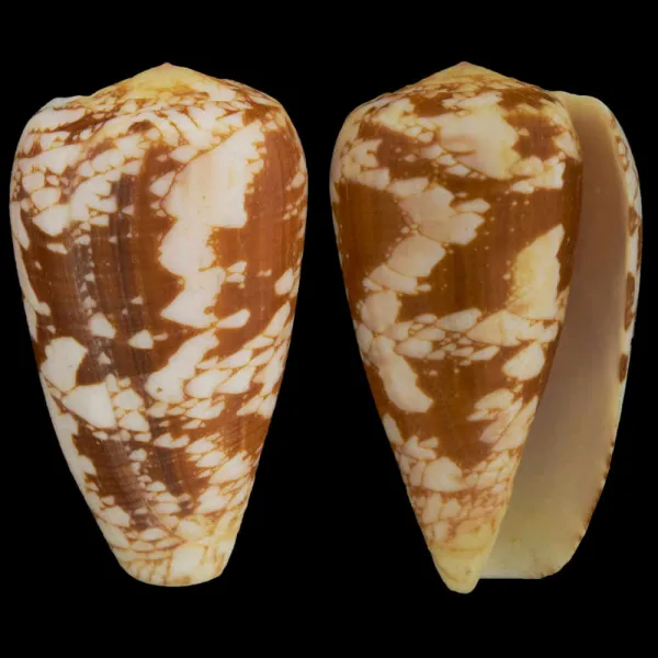 Conus Pennaceus f. Corbieri