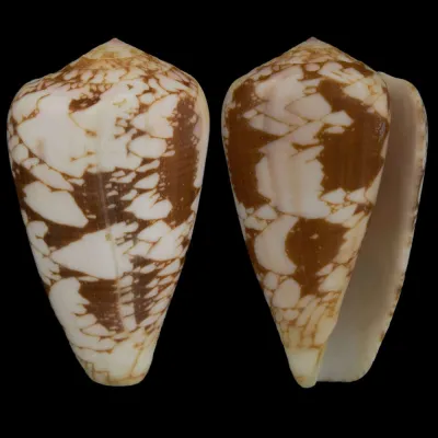 Conus Pennaceus f. Corbieri