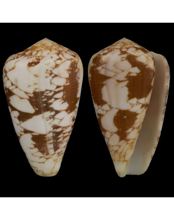 Conus Pennaceus f. Corbieri