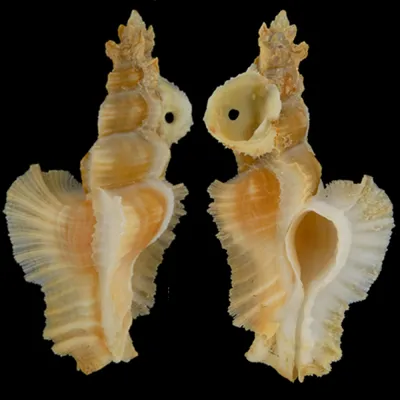 Pterynotus Elongatus