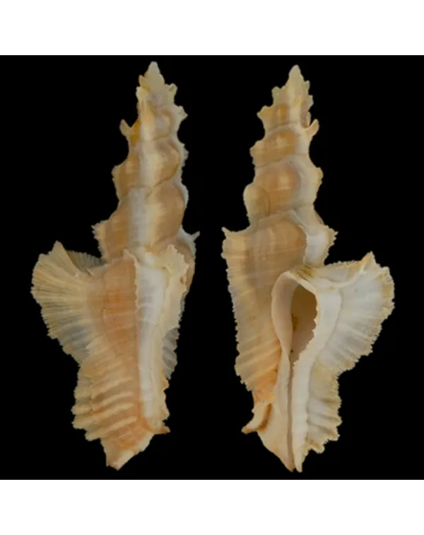 Pterynotus Elongatus