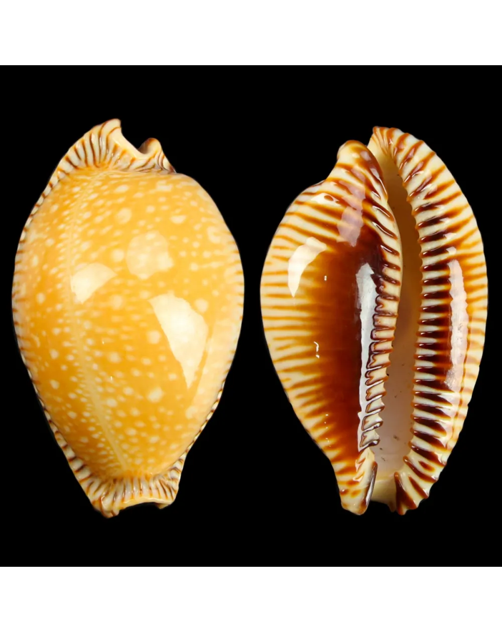 Cypraea Perisserosa
