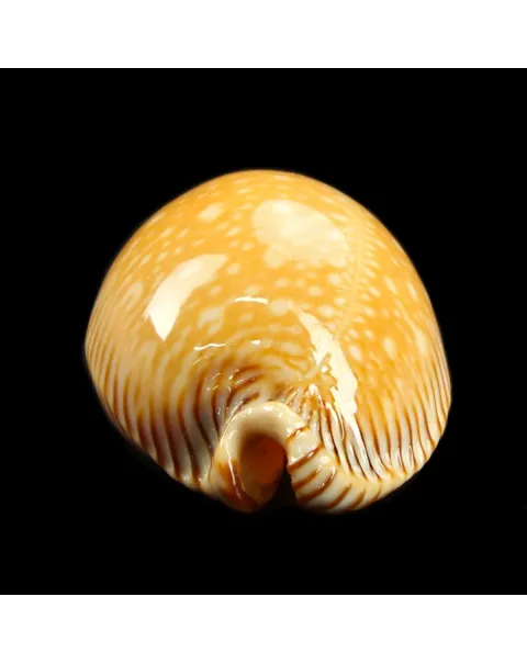 Cypraea Perisserosa